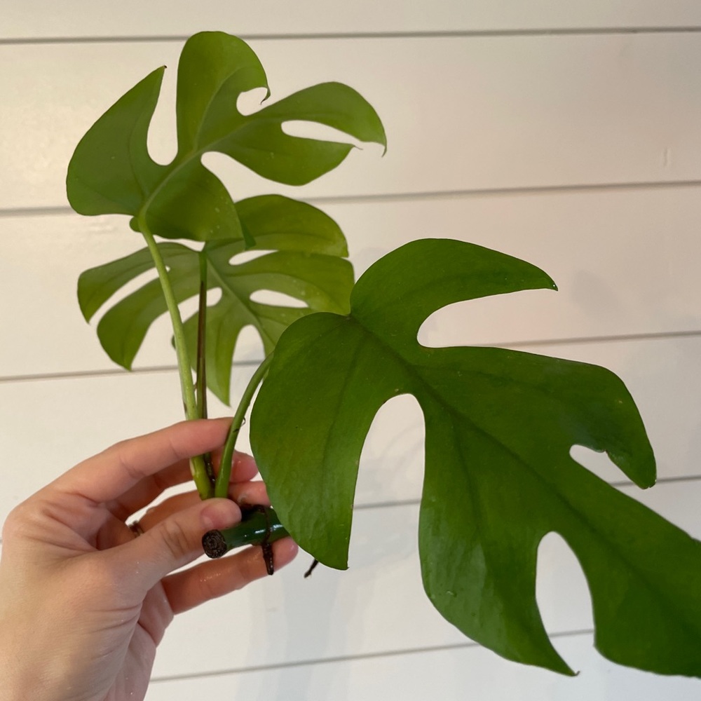 *MINI MONSTERA* Ginny Monstera